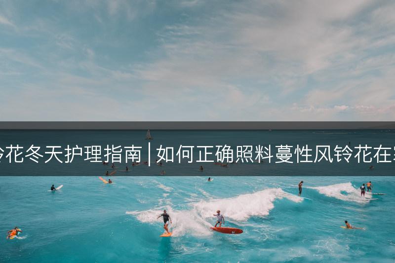 蔓性风铃花冬天护理指南 | 如何正确照料蔓性风铃花在寒冷季节(图1)