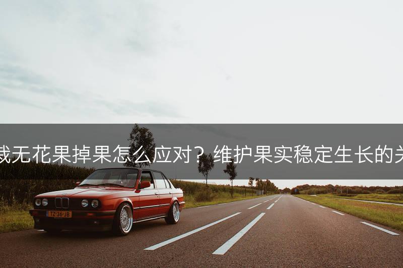 盆栽无花果掉果怎么应对？维护果实稳定生长的关键(图1)