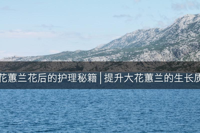 大花蕙兰花后的护理秘籍 | 提升大花蕙兰的生长质量(图1)