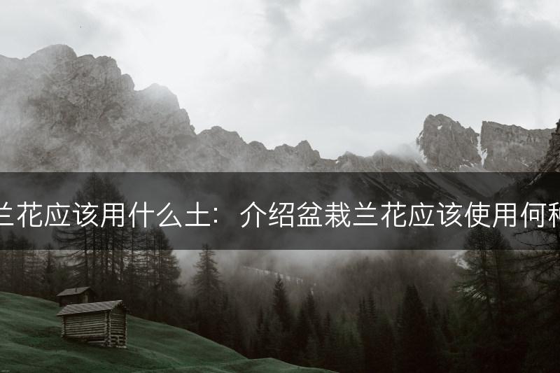 盆栽兰花应该用什么土：介绍盆栽兰花应该使用何种土壤(图1)