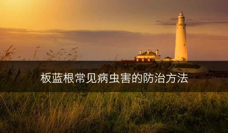 板蓝根常见病虫害的防治方法(图1)