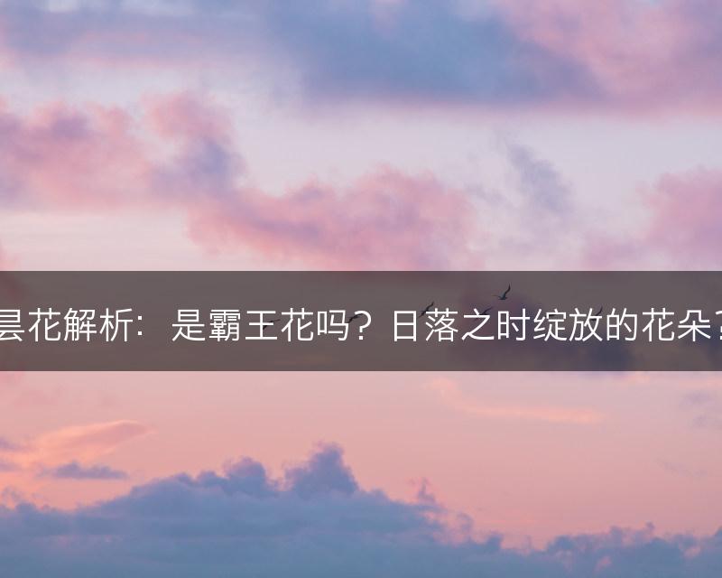 昙花解析：是霸王花吗？日落之时绽放的花朵？(图1)