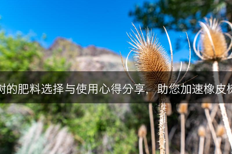 橡皮树的肥料选择与使用心得分享，助您加速橡皮树生长(图1)
