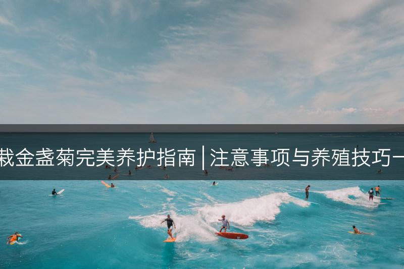 盆栽金盏菊完美养护指南 | 注意事项与养殖技巧一览(图1)