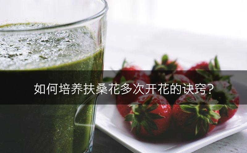 如何培养扶桑花多次开花的诀窍？(图1)