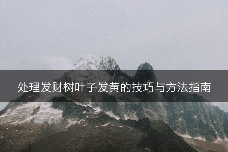 处理发财树叶子发黄的技巧与方法指南(图1)