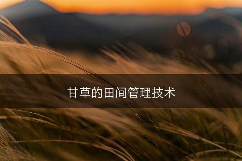 甘草的田间管理技术(图1)