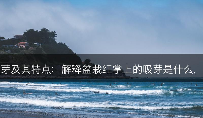 盆栽红掌的吸芽及其特点：解释盆栽红掌上的吸芽是什么，并描述其特点(图1)