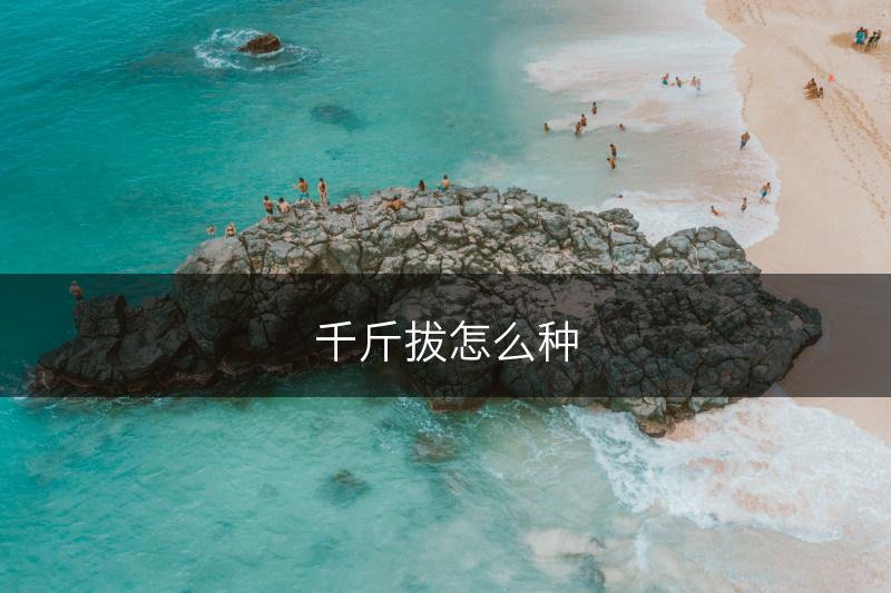 千斤拔怎么种(图1)