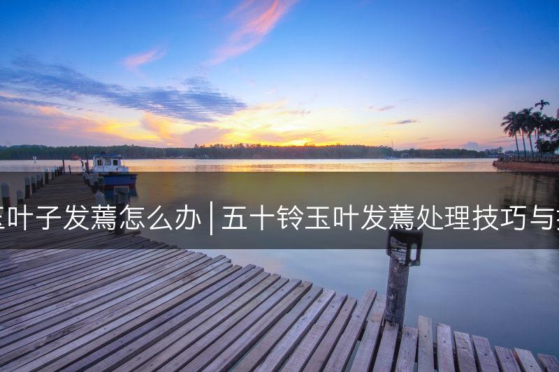 五十铃玉叶子发蔫怎么办 | 五十铃玉叶发蔫处理技巧与护理建议(图1)