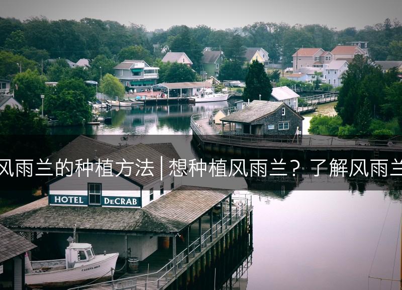 风雨兰怎么种植？风雨兰的种植方法 | 想种植风雨兰？了解风雨兰的种植技巧及方法(图1)