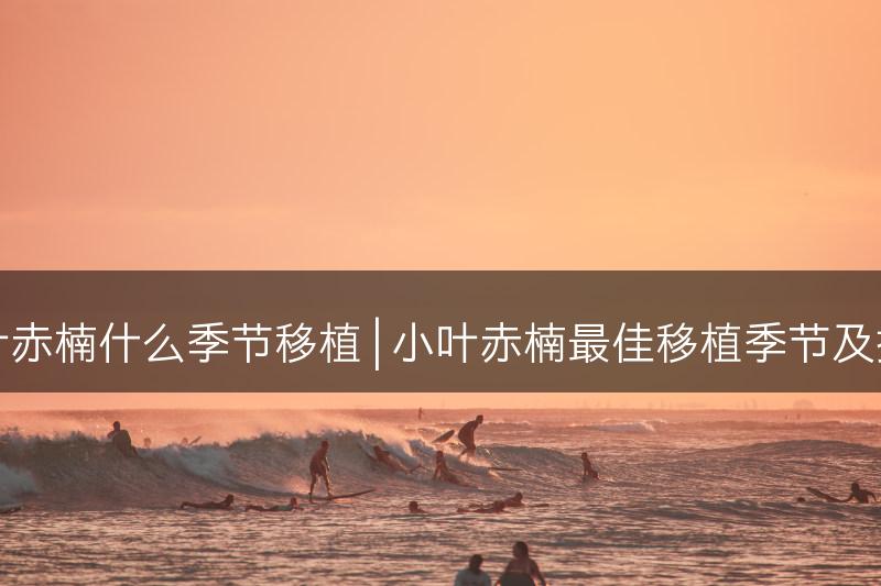 小叶赤楠什么季节移植 | 小叶赤楠最佳移植季节及技巧(图1)