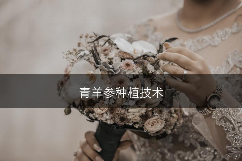 青羊参种植技术(图1)