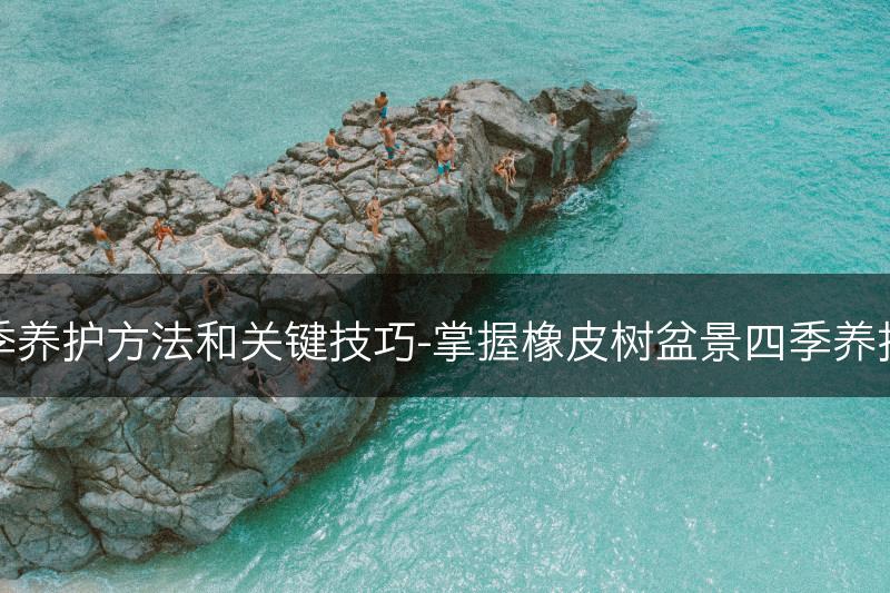 橡皮树盆景的四季养护方法和关键技巧-掌握橡皮树盆景四季养护方法和关键技巧(图1)