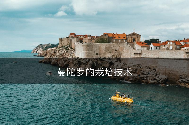 曼陀罗的栽培技术(图1)