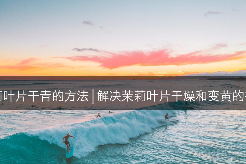 避免茉莉叶片干青的方法 | 解决茉莉叶片干燥和变黄的有效方法(图1)