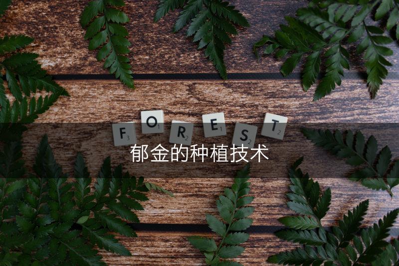 郁金的种植技术(图1)