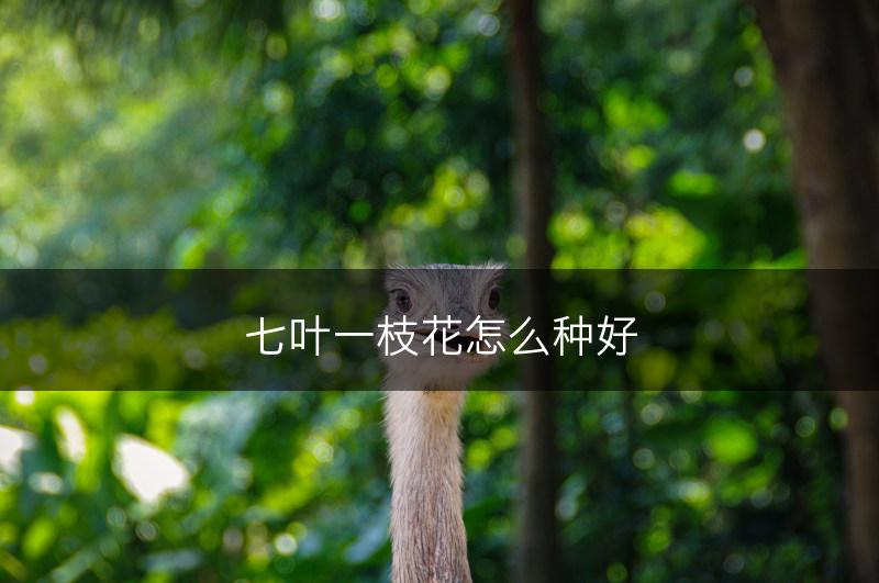 七叶一枝花怎么种好(图1)