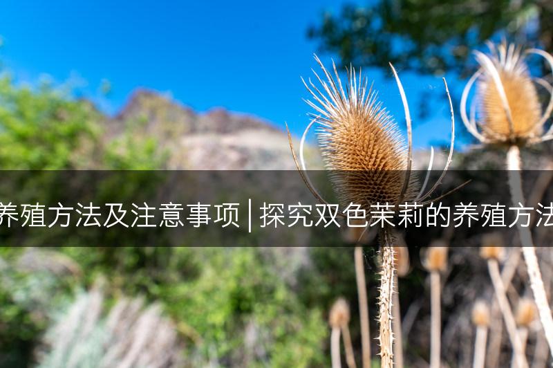 双色茉莉的养殖方法及注意事项 | 探究双色茉莉的养殖方法与养护要点(图1)