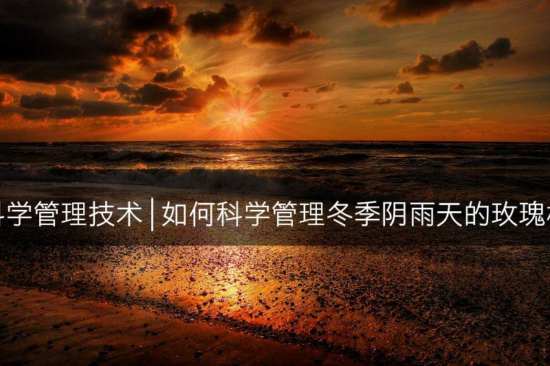 冬季阴雨天玫瑰的科学管理技术 | 如何科学管理冬季阴雨天的玫瑰植物并应对气候变化(图1)