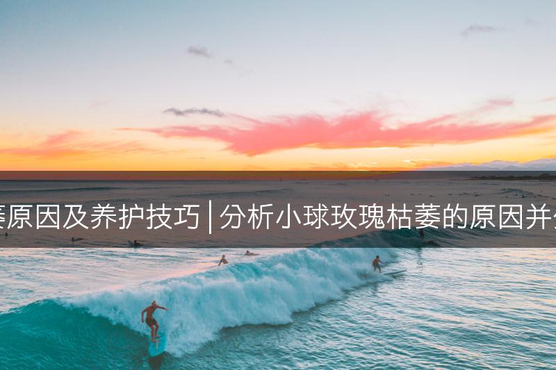 小球玫瑰枯萎原因及养护技巧 | 分析小球玫瑰枯萎的原因并分享养护技巧(图1)