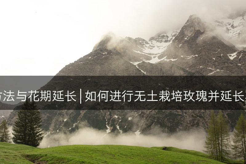 无土栽培玫瑰的方法与花期延长 | 如何进行无土栽培玫瑰并延长其花期的实用技巧(图1)