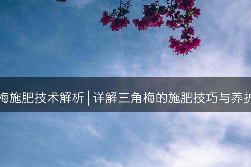 三角梅施肥技术解析 | 详解三角梅的施肥技巧与养护要点(图1)