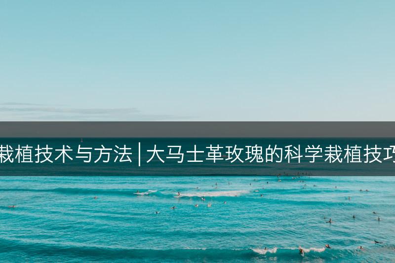 大马士革玫瑰的栽植技术与方法 | 大马士革玫瑰的科学栽植技巧及操作方法分析(图1)