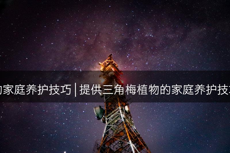 探究三角梅的家庭养护技巧 | 提供三角梅植物的家庭养护技巧和经验分享(图1)
