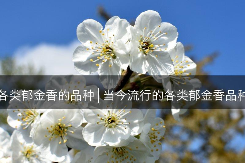 鉴赏各类郁金香的品种 | 当今流行的各类郁金香品种盘点(图1)