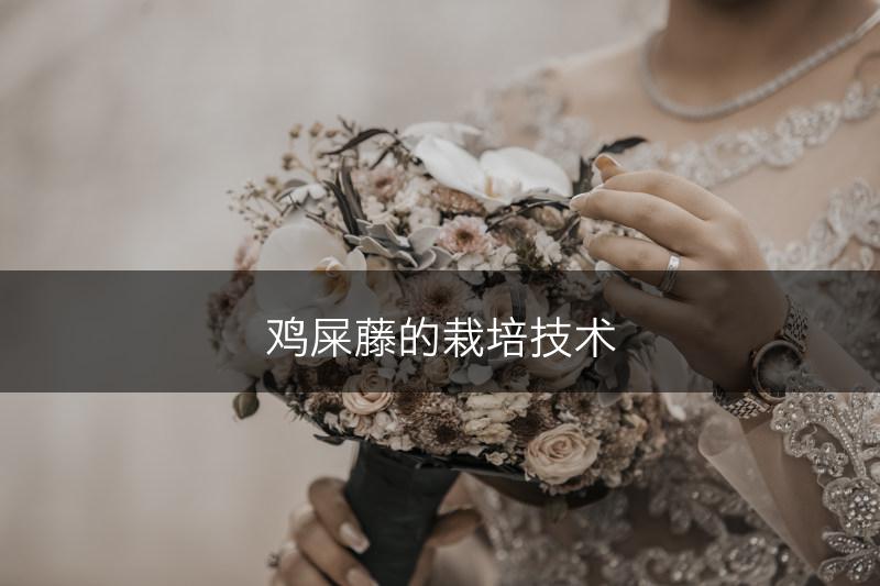 鸡屎藤的栽培技术(图1)