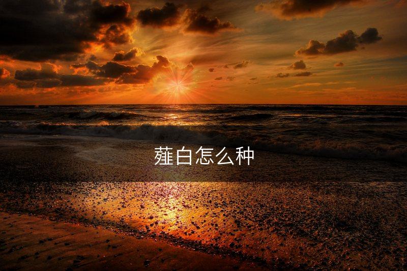 薤白怎么种(图1)