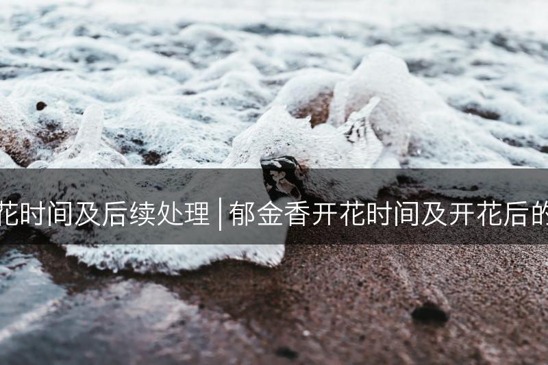 郁金香开花时间及后续处理 | 郁金香开花时间及开花后的管理技巧(图1)