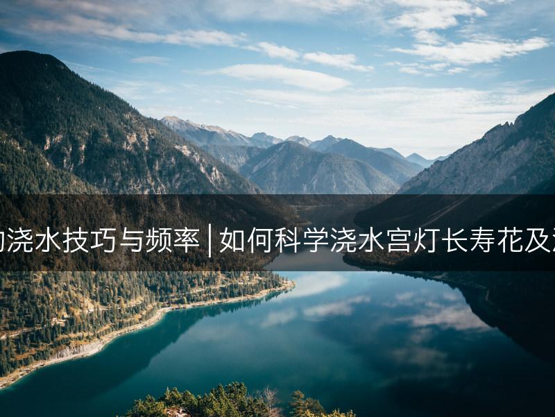 宫灯长寿花的浇水技巧与频率 | 如何科学浇水宫灯长寿花及浇水频率建议(图1)