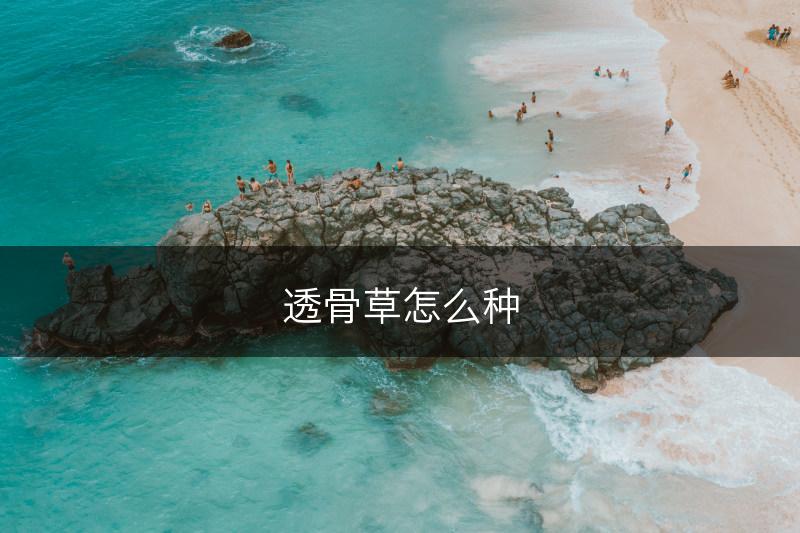 透骨草怎么种(图1)