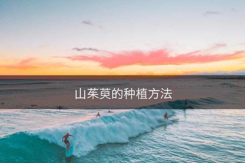 山茱萸的种植方法(图1)