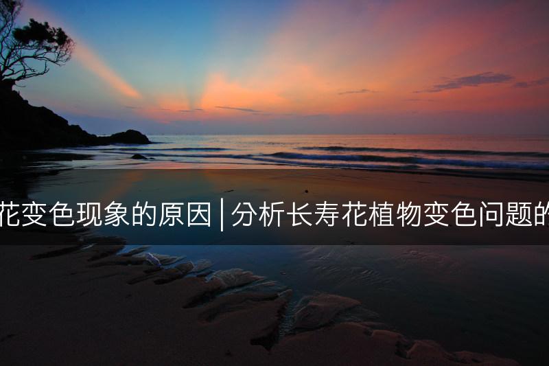 解析长寿花变色现象的原因 | 分析长寿花植物变色问题的可能原因(图1)