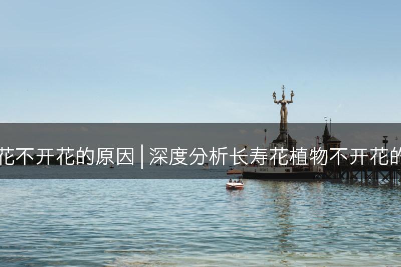 分析长寿花不开花的原因 | 深度分析长寿花植物不开花的可能原因(图1)