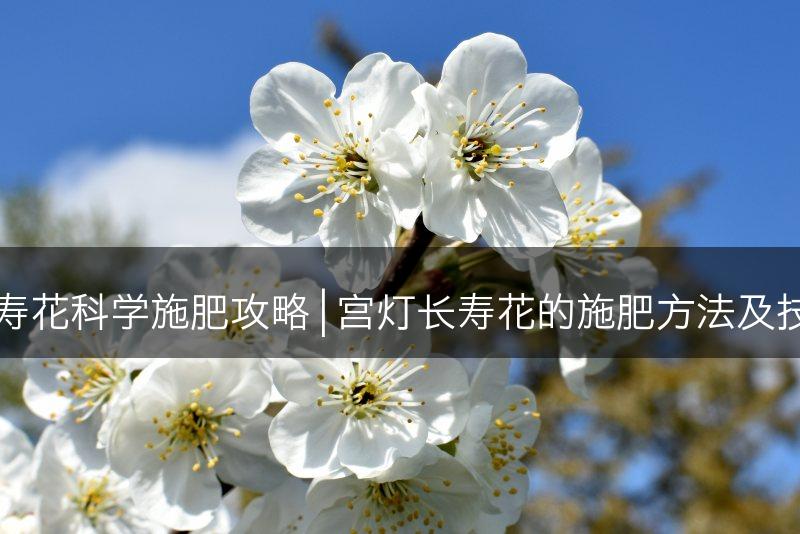宫灯长寿花科学施肥攻略 | 宫灯长寿花的施肥方法及技巧分享(图1)