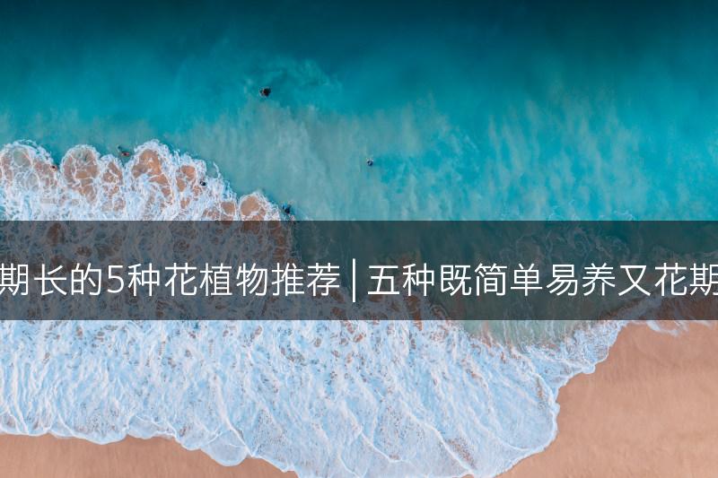 简单易养且花期长的5种花植物推荐 | 五种既简单易养又花期长的花卉推荐(图1)