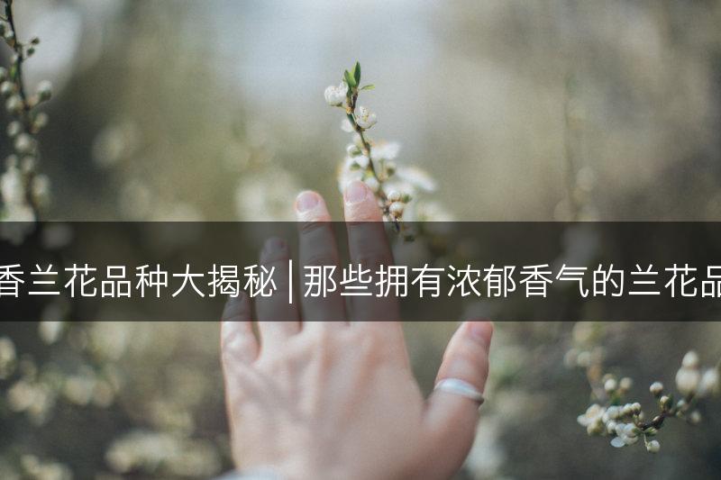 浓香兰花品种大揭秘 | 那些拥有浓郁香气的兰花品种(图1)