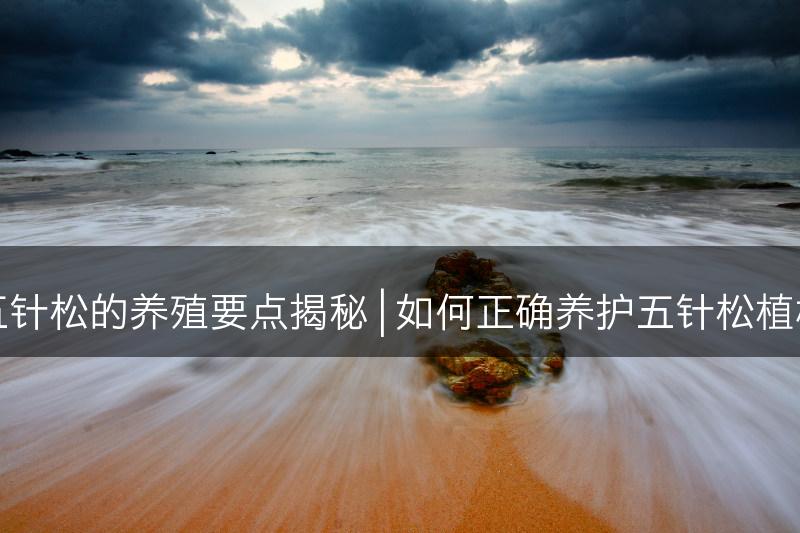 五针松的养殖要点揭秘 | 如何正确养护五针松植株(图1)