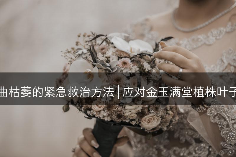 金玉满堂叶子卷曲枯萎的紧急救治方法 | 应对金玉满堂植株叶子问题的有效措施(图1)