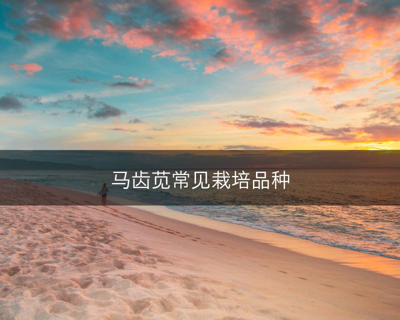 马齿苋常见栽培品种(图1)
