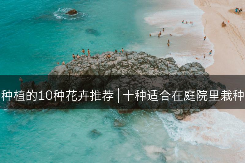 庭院里适合种植的10种花卉推荐 | 十种适合在庭院里栽种的花卉推荐(图1)