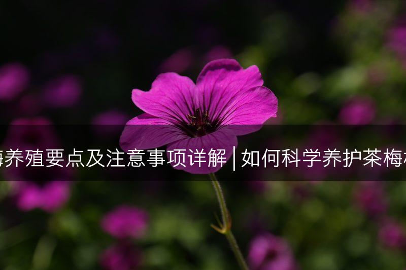 茶梅养殖要点及注意事项详解 | 如何科学养护茶梅植株(图1)