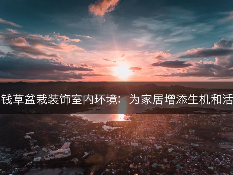 铜钱草盆栽装饰室内环境：为家居增添生机和活力(图1)