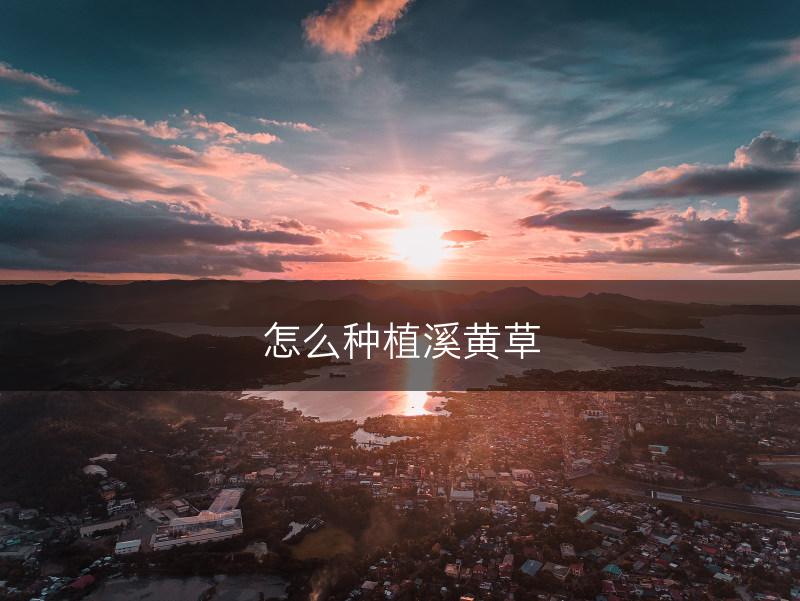 怎么种植溪黄草(图1)