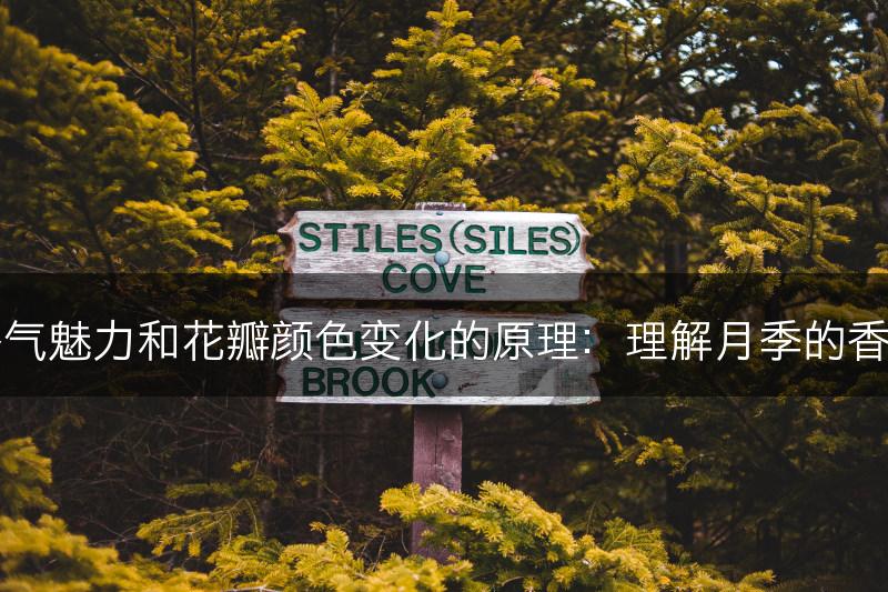 了解月季花的香气魅力和花瓣颜色变化的原理：理解月季的香气，色彩和纹理(图1)