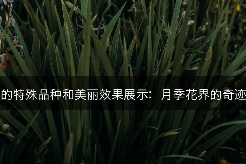 月季花的特殊品种和美丽效果展示：月季花界的奇迹和发现(图1)